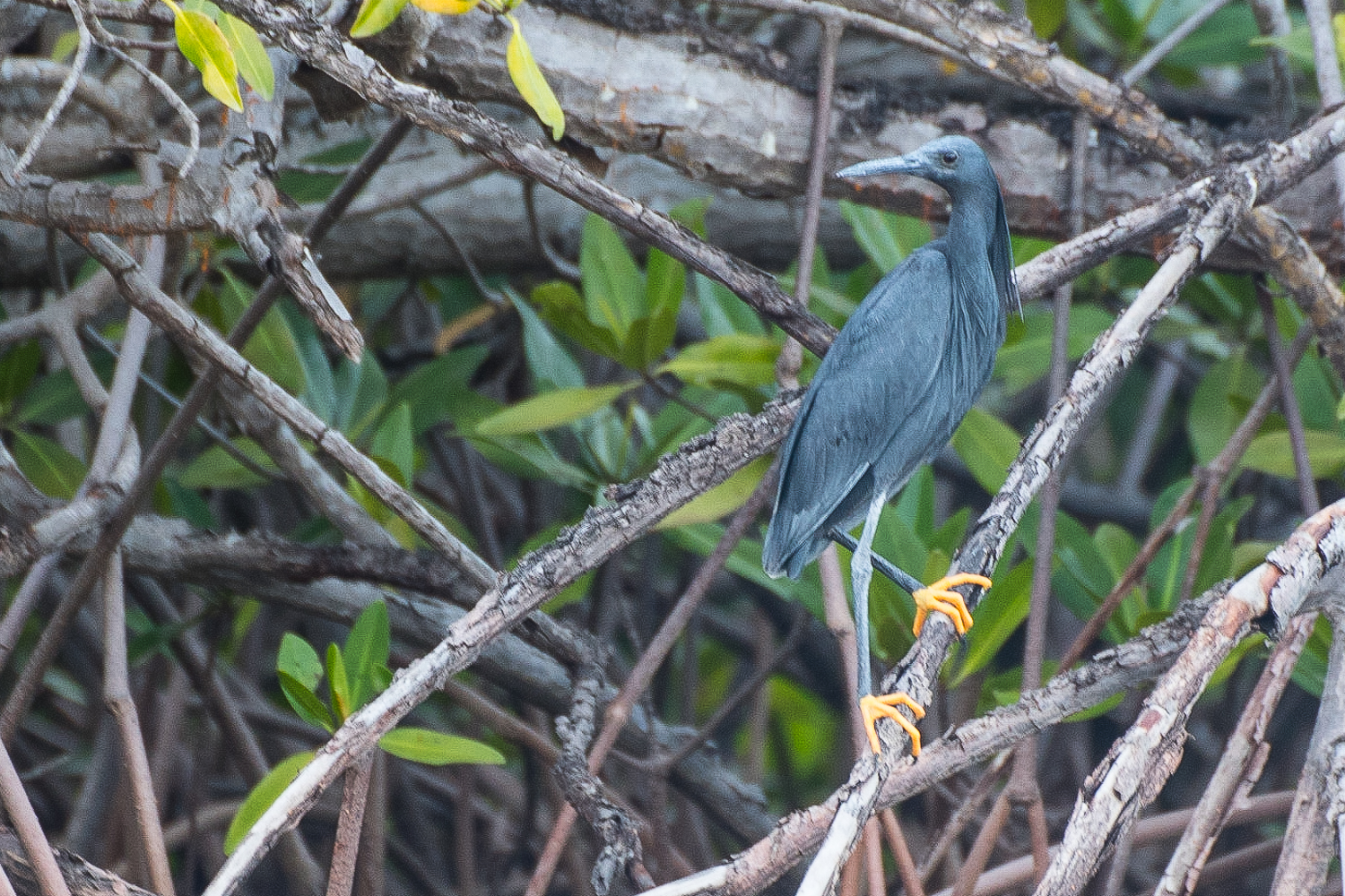 Aigrette ardoisée adulte (Black Heron, Egretta ardesiaca), Reposoir des oiseaux, Parc National du delta du Saloum, Sénégal.